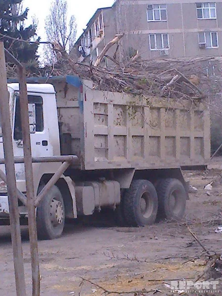Bakıda ağaclar abadlıq adı ilə kütləvi şəkildə kəsilib, Mənzil-Kommunal Təsərrüfatı Birliyi cərimələnib - FOTO