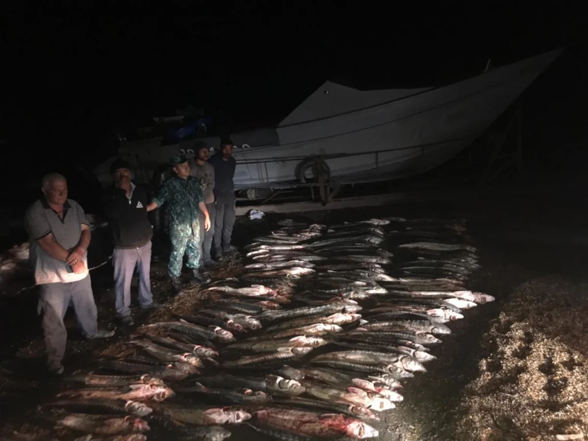 Хəzər dənizində 100-dən çox nərə balığı tutan şəxslər saxlanıldı