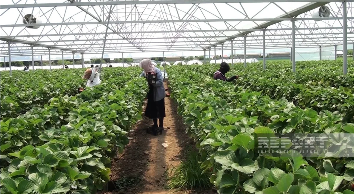 Cəlilabadda fermerlər çiyələk yığımında işçi çatışmazlığı ilə üzləşiblər