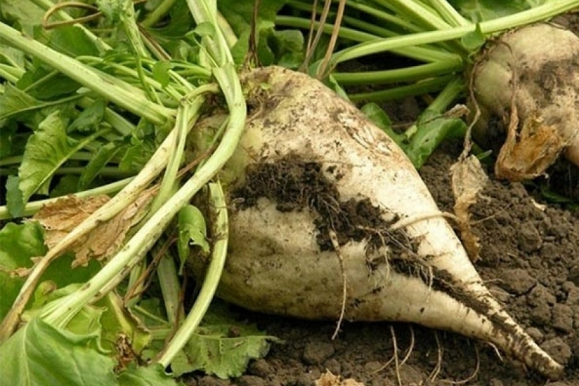 İmişlidə şəkər çuğundurunun yığımı başlayıb