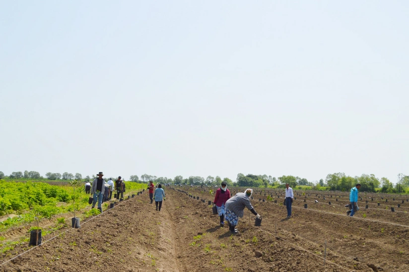 Astarada Türkiyədən gətirilən sortlardan yeni intensiv sitrus meyvə bağı salınır