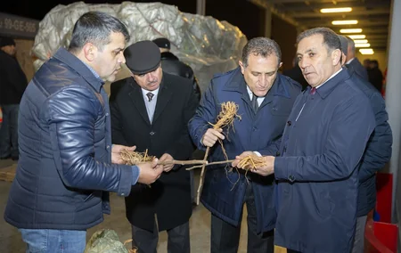 Çindən Azərbaycana 1 milyon ədəd tut tingi gətirilib