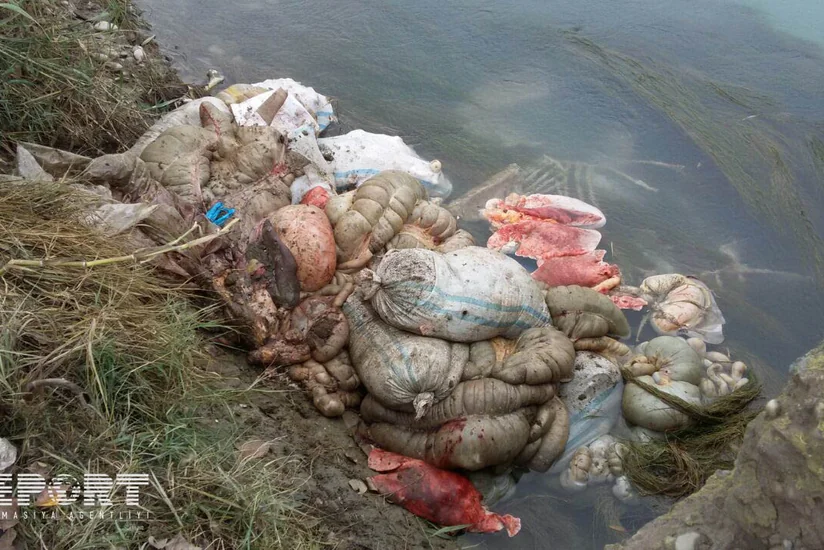 Bərdədə xeyli sayda kəsilmiş atın daxili orqanları və sümükləri aşkar edilib