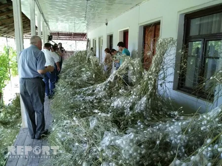 Media nümayəndələri Qax və Şəkidə baramaçılıqla tanış olublar - FOTO