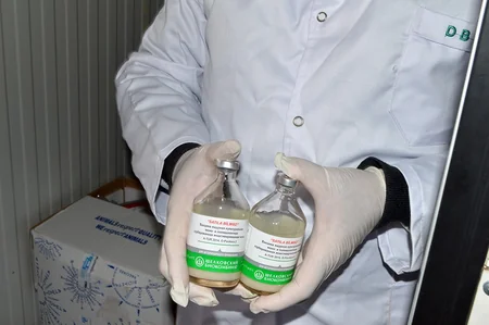 Ağdaşda epizootiya əleyhinə profilaktik tədbirlər aparılır