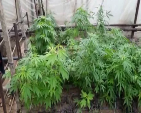 Bakıda narkotik becərən şəxs saxlanılıb