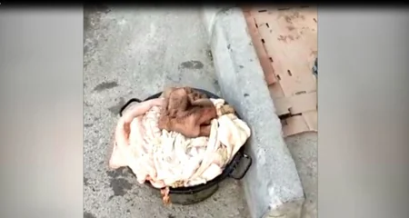 Göyçayda polis və AQTA əməkdaşları monitorinq keçirib