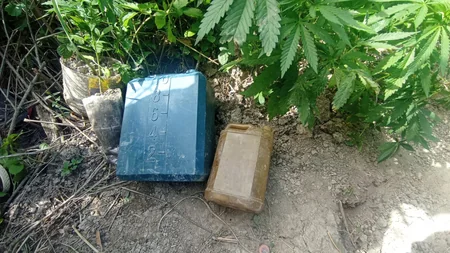 Kür çayının sahilində narkotik yetişdirən şəxs saxlanılıb