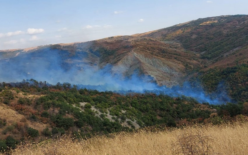 Fire breaks out in forest area in Ismayilli 