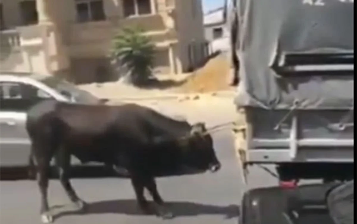 Heyvanı “Qazel”in arxasına bağlayıb sürüyən sürücü cərimələnib