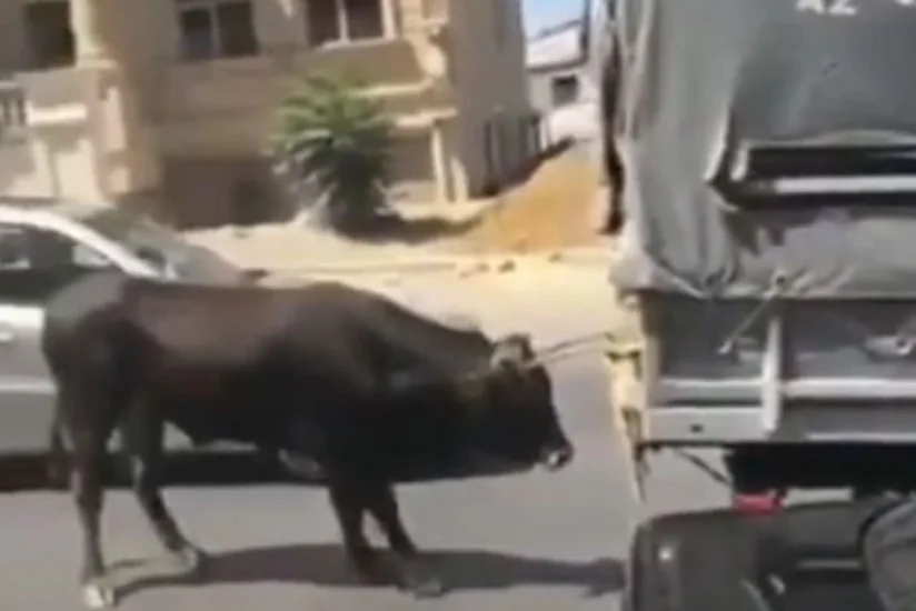 Heyvanı “Qazel”in arxasına bağlayıb sürüyən sürücü cərimələnib