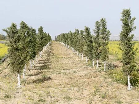 ETSN: Son 3 ayda 160 mindən çox ağac əkilib