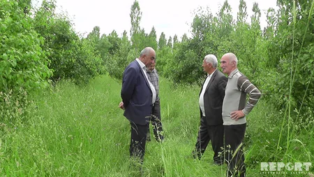 Qubada alma bağlarına xəstəlik düşüb - VİDEOREPORTAJ