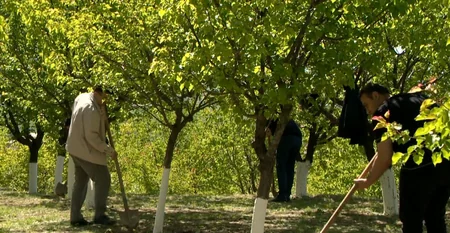 Naxçıvanda Ümummilli Liderin 100 illiyinə həsr olunmuş təmizlik və yaşıllıqlara qulluq aksiyası keçirilib