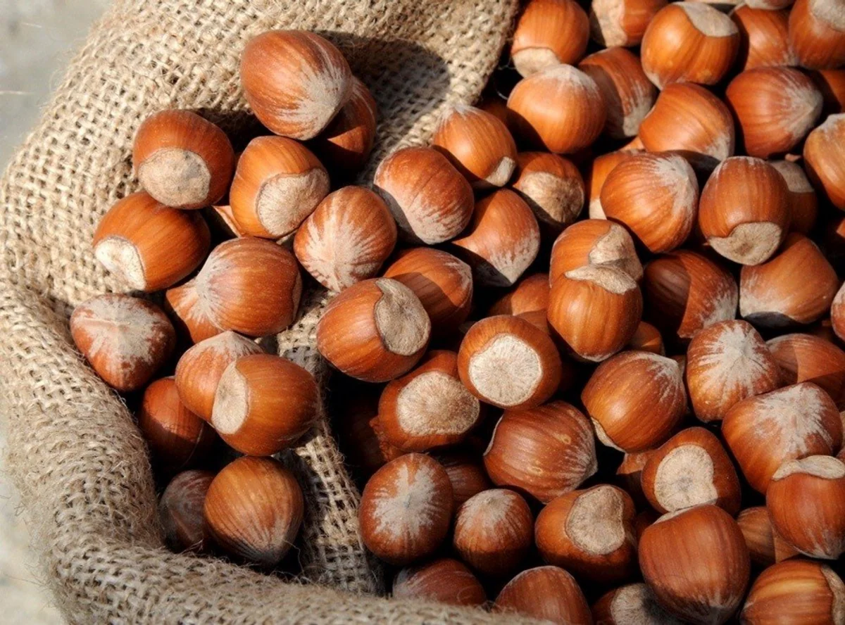 Azerbaijan gears up for hazelnut exports to China