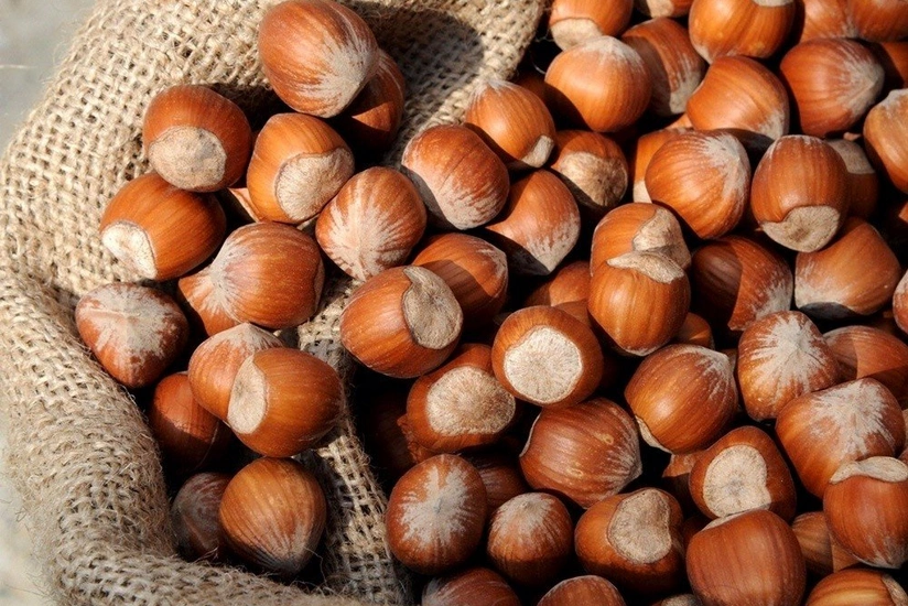 Azerbaijan gears up for hazelnut exports to China