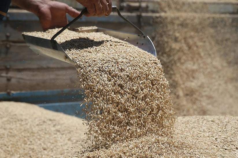 Azərbaycan İraqa arpa satışını 75 dəfə artırıb