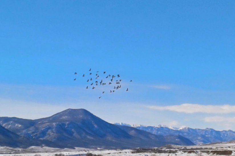 Azərbaycanda quş qripi ilə bağlı monitorinqlərin nəticələri açıqlanıb
