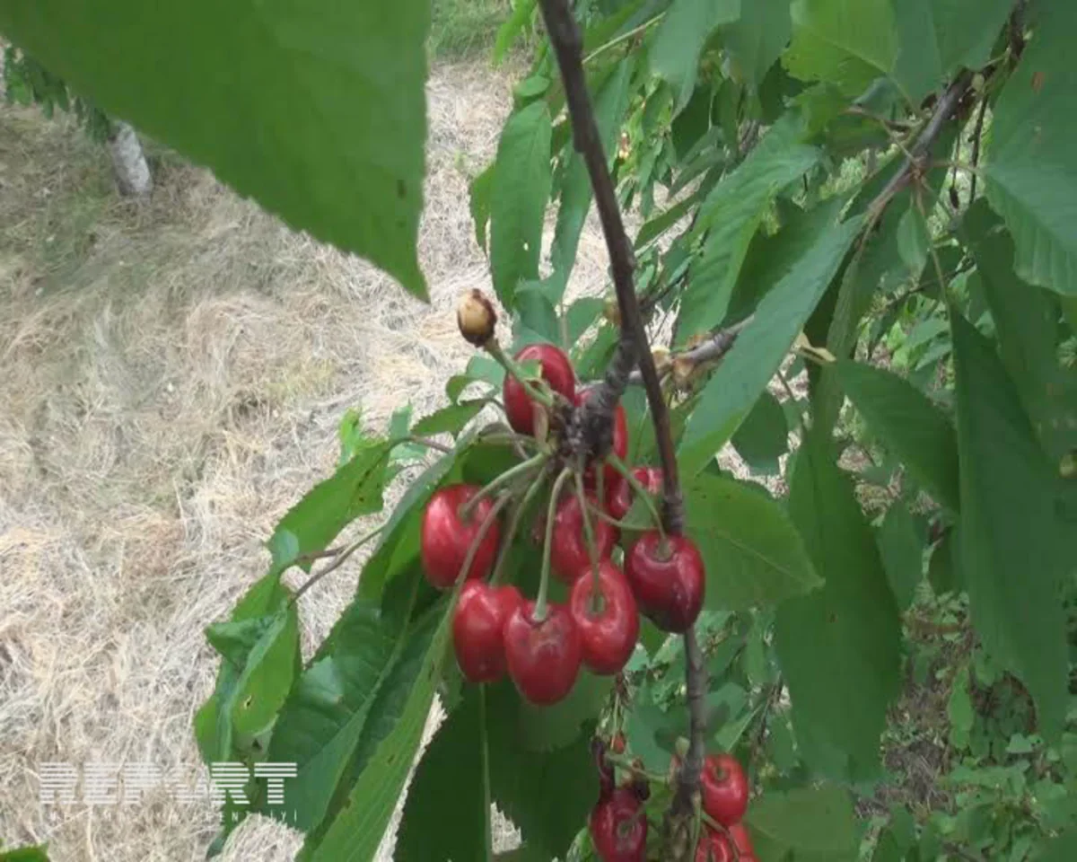 Şimal bölgəsində güclü yağış gilas bağlarına ziyan vurub - FOTO