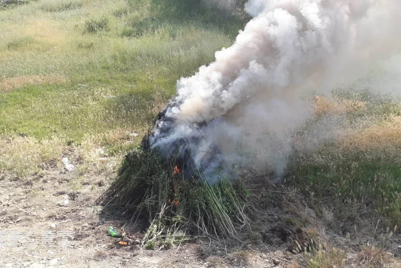 Ağsuda 1100 kiloqram çətənə kolu yandırılaraq məhv edilib - FOTO