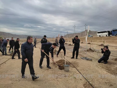 Bakıda Beynəlxalq Bitki Sağlamlığı Günü münasibətilə ağacəkmə aksiyası keçirilib