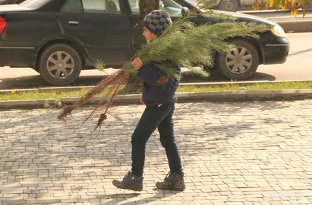 Gəncədə “Hər ailə ağac əksin” aksiyası keçirilib - VİDEO - FOTO - YENİLƏNİB