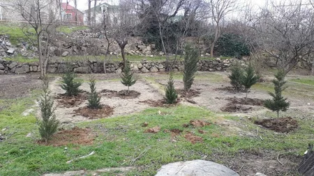 Bakı Şəhər İcra Hakimiyyəti ağac kəsilməsi ilə bağlı şikayəti araşdırıb