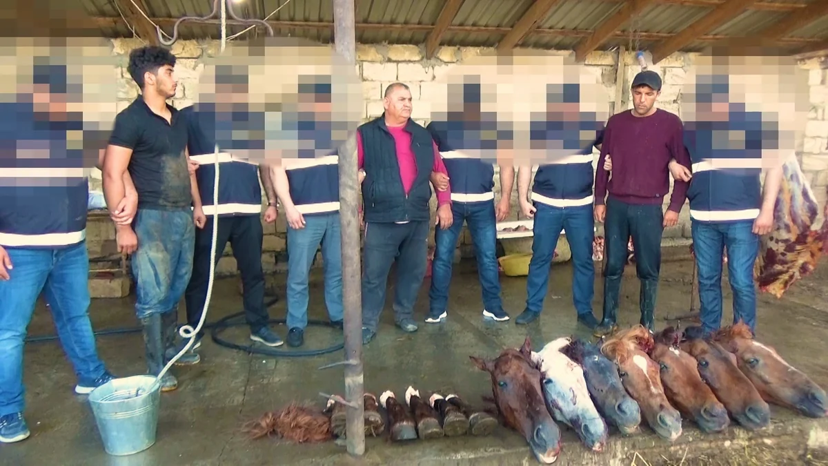 Ölü at ətini Bakıdakı iaşə obyektlərinə satan şəxslər həbs edildi - VİDEO