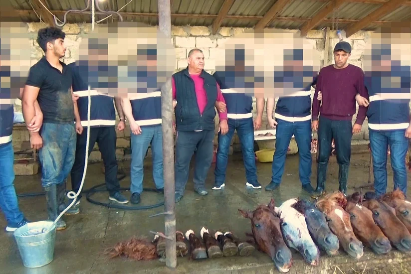 Ölü at ətini Bakıdakı iaşə obyektlərinə satan şəxslər həbs edildi - VİDEO