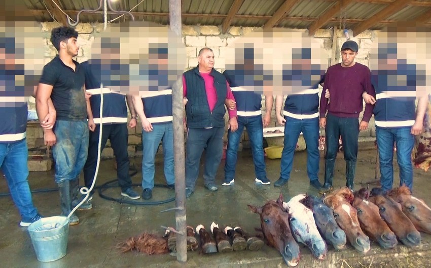 Ölü at ətini Bakıdakı iaşə obyektlərinə satan şəxslər həbs edildi - VİDEO