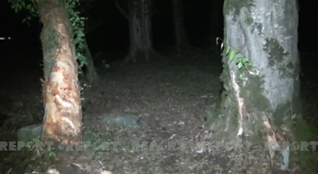 В Исмаиллы автомобиль врезался в дерево, водитель скончался