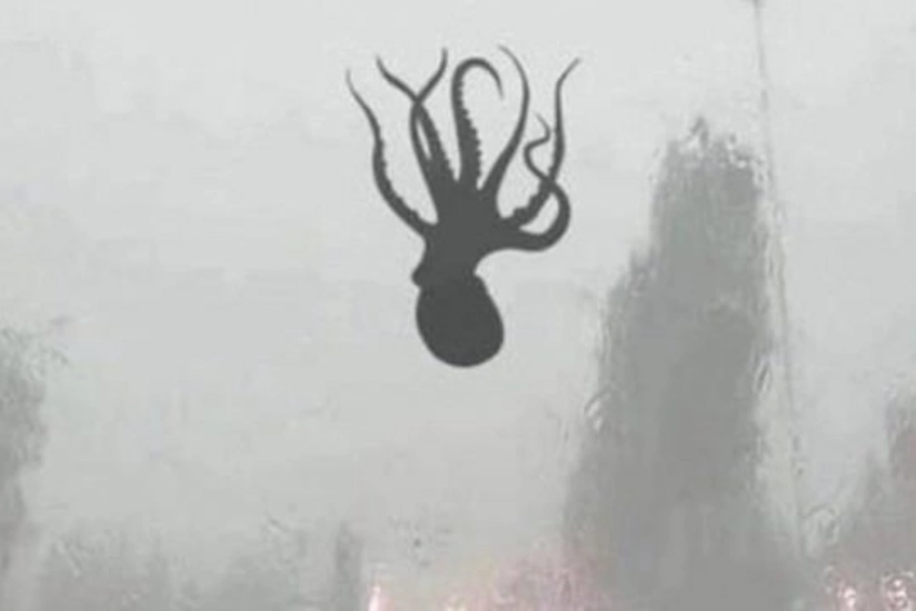 Sea creatures fall from sky during storm in China