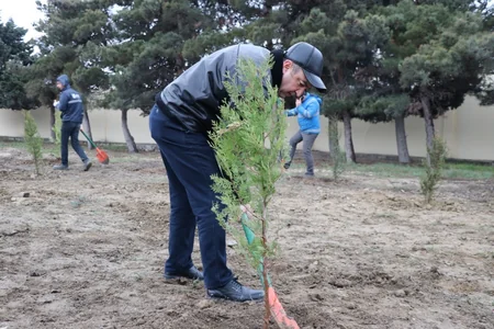 Bakıda ağacəkmə aksiyası keçirilib