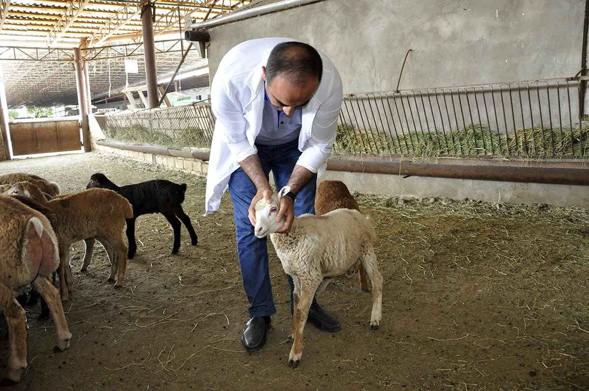 EKTİS-də qeydiyyatdan keçmiş baytarların sayı 1 000-i ötüb