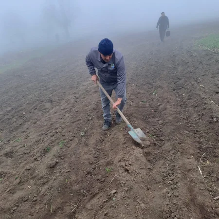 Bu gün meşə fondu torpaqlarında 14 mindən artıq ağac əkilib