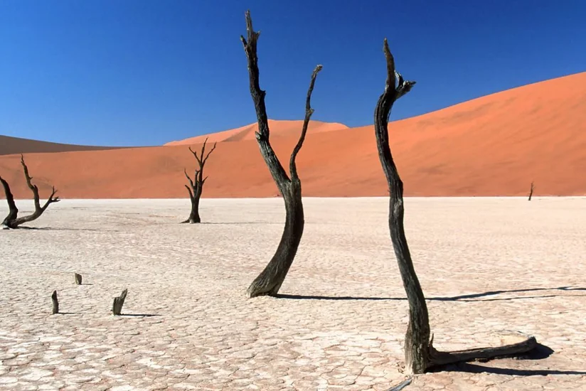 Namibiyada quraqlığa görə fövqəladə vəziyyət elan olunub