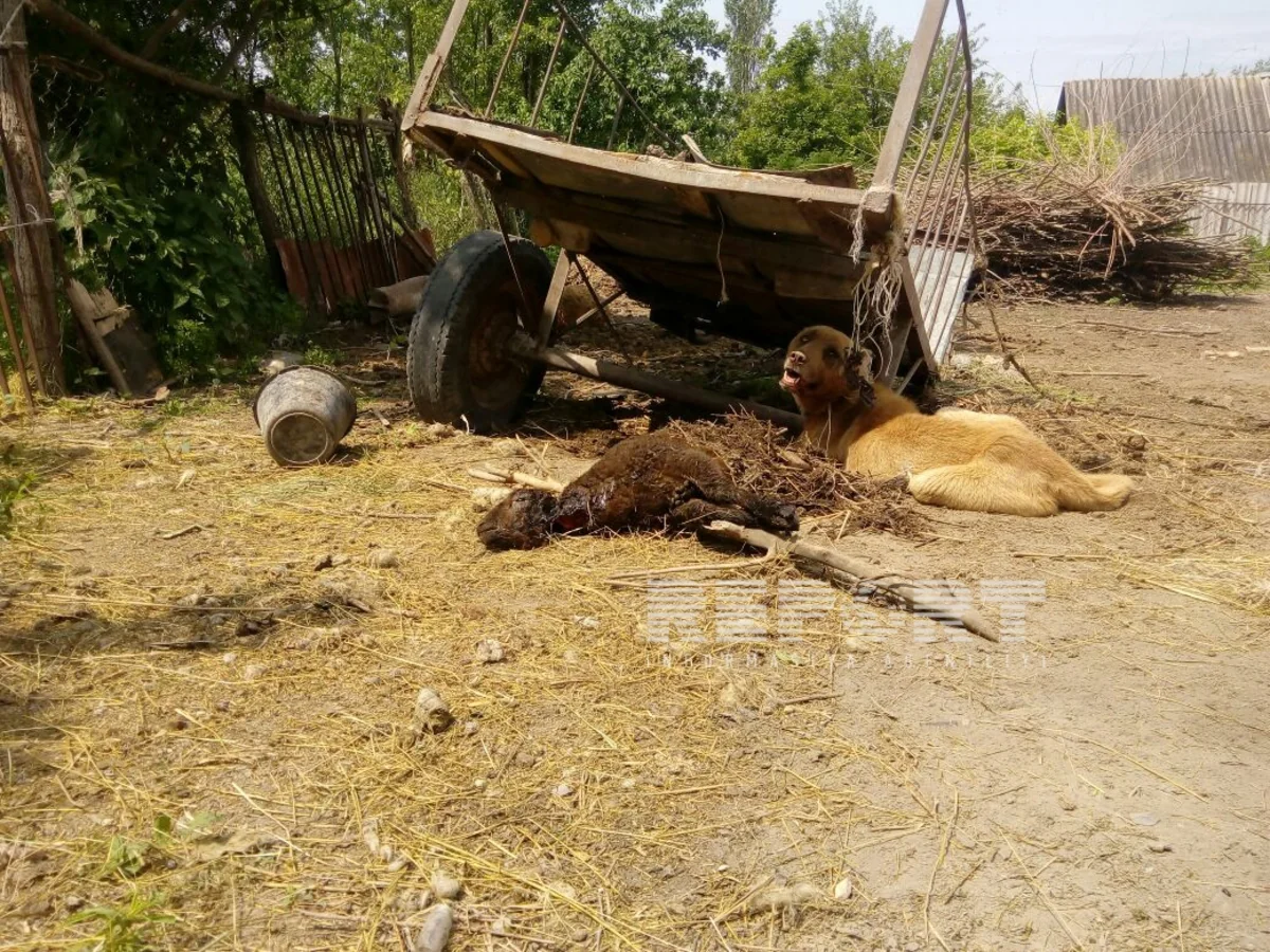 Şəkidə kəndlərə hücum edən canavarlar 18 baş qoyunu parçalayıb