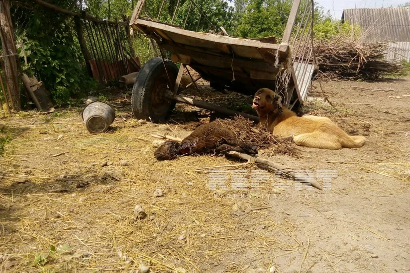 Напавшие на шекинские села волки загрызли 18 овец