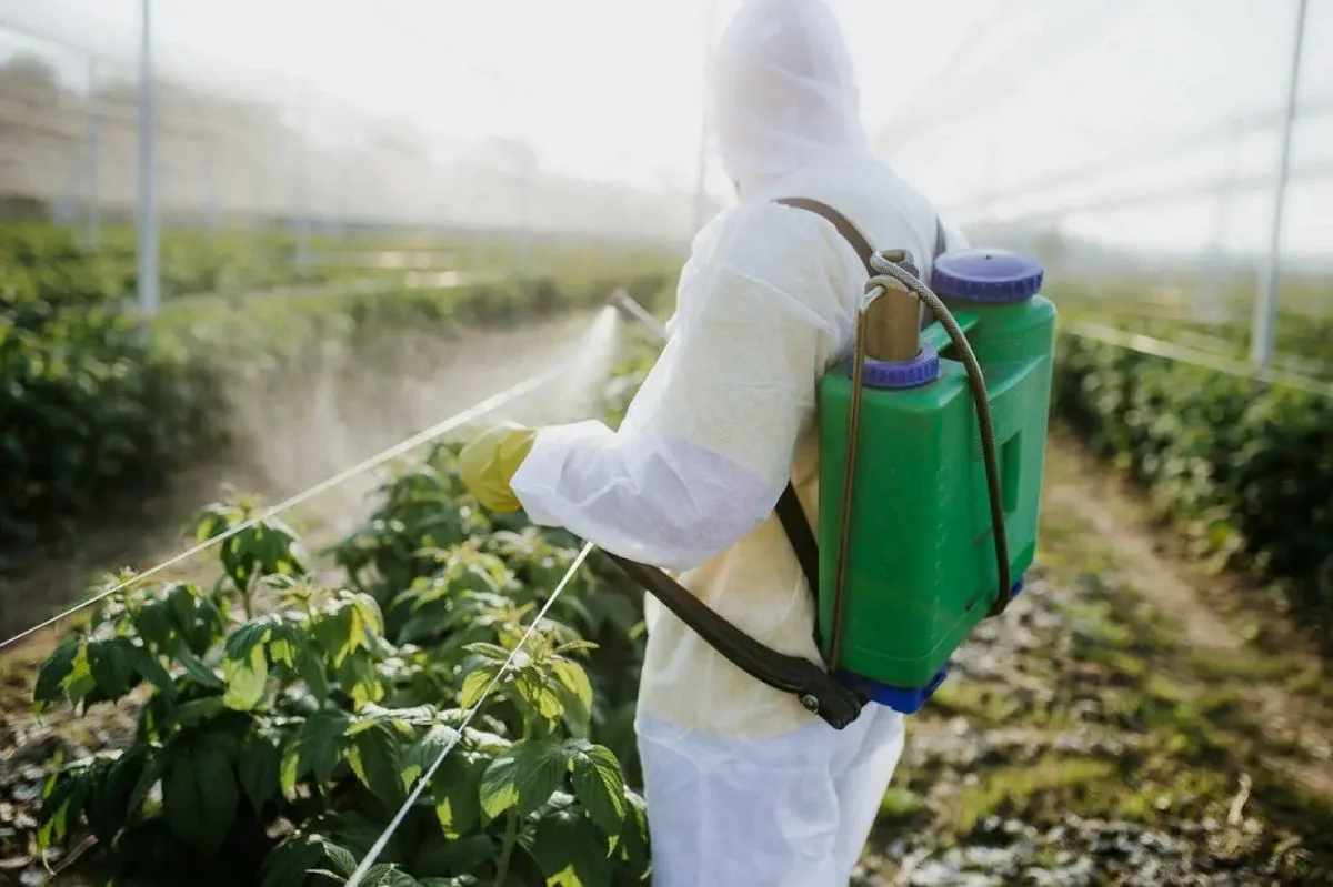 FAO: Pestisidlərdən istifadə edərkən insan sağlamlığı nəzərə alınmalıdır”