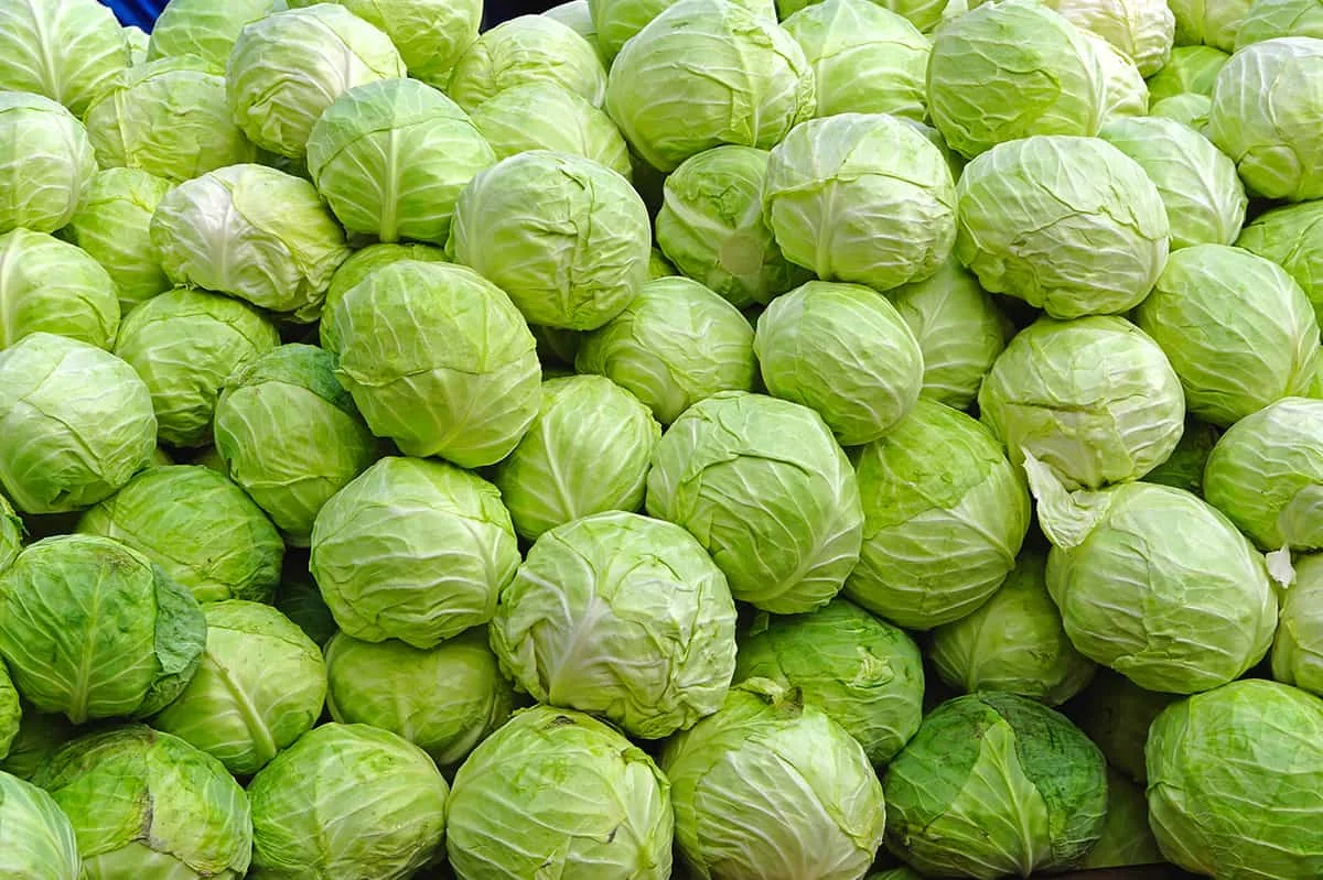 Azərbaycan bu il Stavropola 553 ton kələm ixrac edib