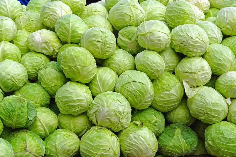 Azərbaycan bu il Stavropola 553 ton kələm ixrac edib