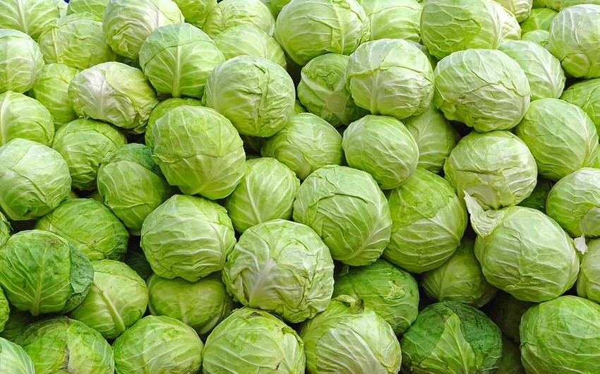 Azərbaycan bu il Stavropola 553 ton kələm ixrac edib