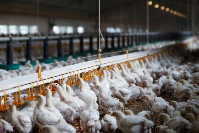 Ограничен ввоз мяса птицы в Азербайджан из некоторых областей России