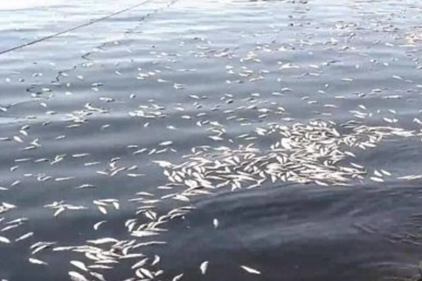 Выявлена ​​причина массовой гибели рыбы на бакинском побережье Каспия
