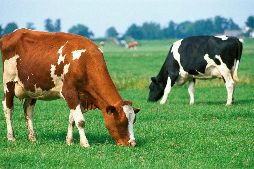 Naxçıvanda fermerlərə 610 min manatdan çox heyvandarlıq subsidiyası ödənilib