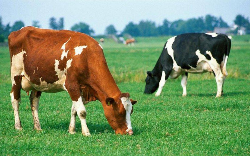 Azerbaijan becomes second main market of Georgian cattle