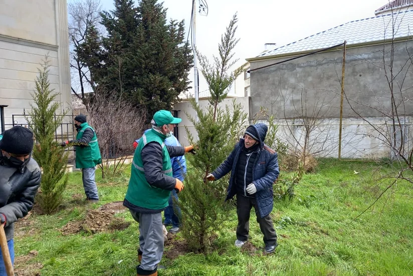 Bakıda kəsilən 6 sərv ağacının əvəzinə yeniləri əkilib