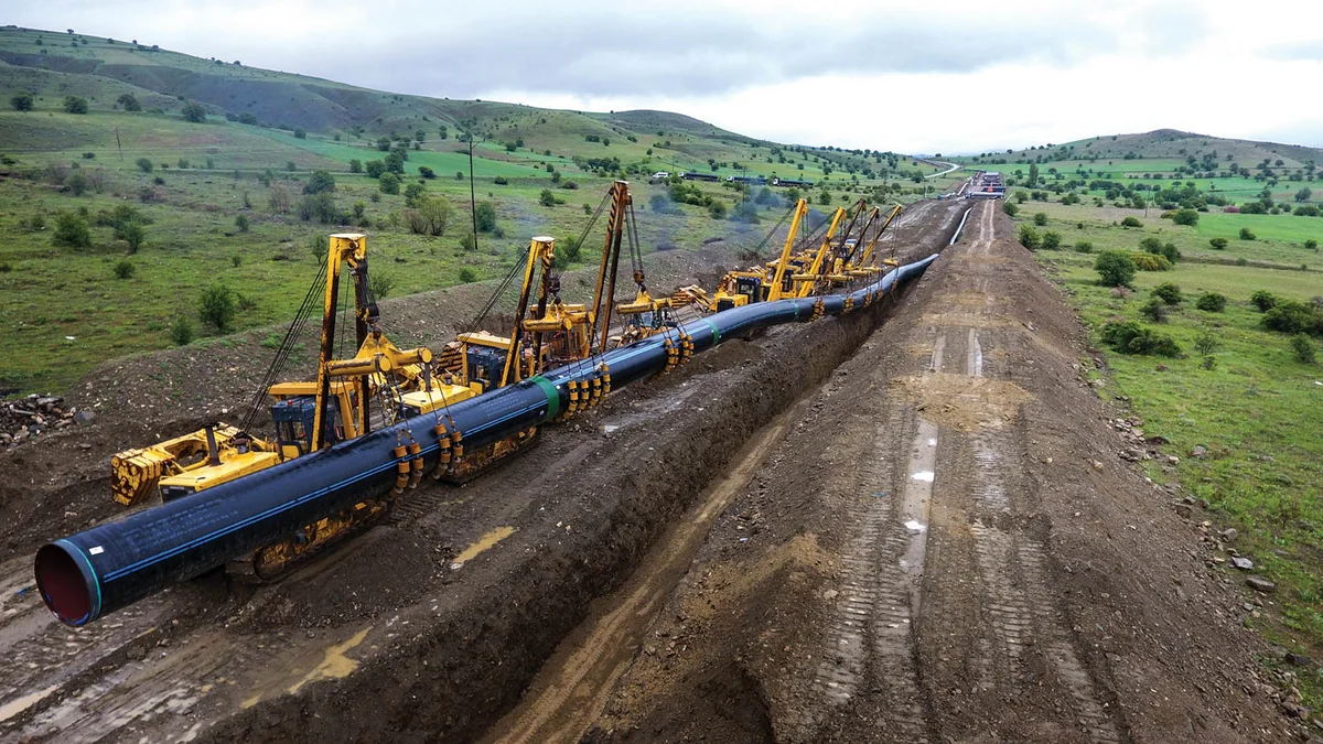 TAP reinstates olive trees extracted during construction