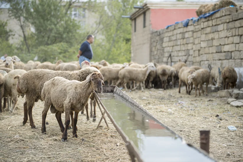 AQTA rəsmisi Qurban bayramı ilə əlaqədar vətəndaşlara müraciət edib