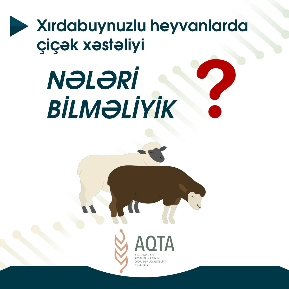 Xırdabuynuzlu heyvanlarda çiçək xəstəliyindən qorunmağın yolları açıqlandı